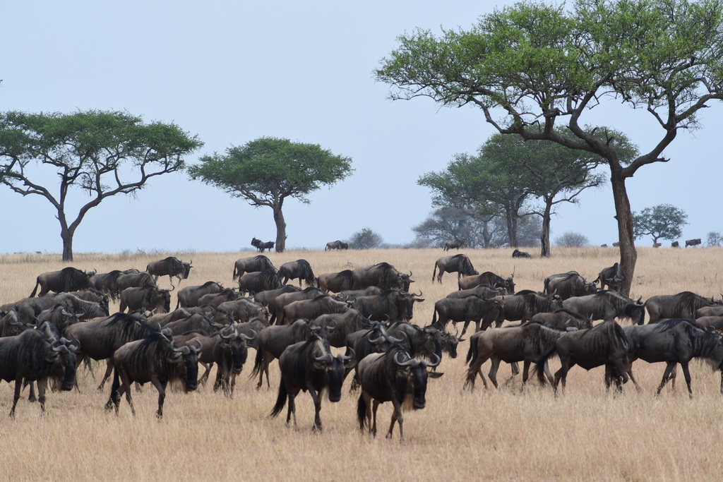 Drive to Central Serengeti